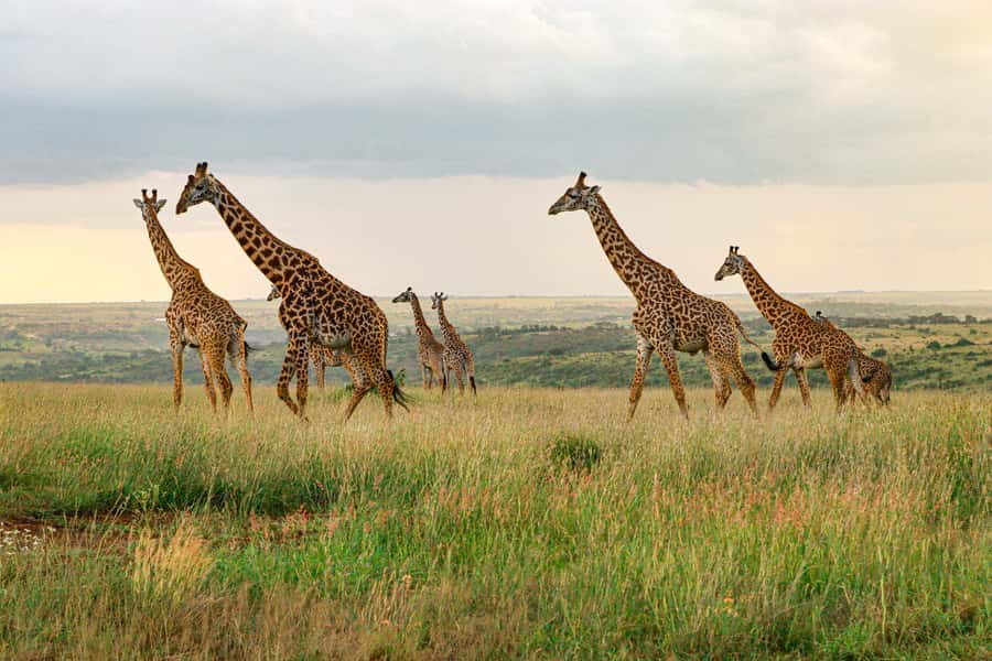 Nairobi: National Park Private Tour in 4X4 Jeep - The early pickup and ride from Nairobi