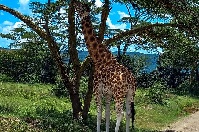 Nairobi National Park Safari With a Visit to Giraffe Center. - Four hours among Nairobi’s wildlife