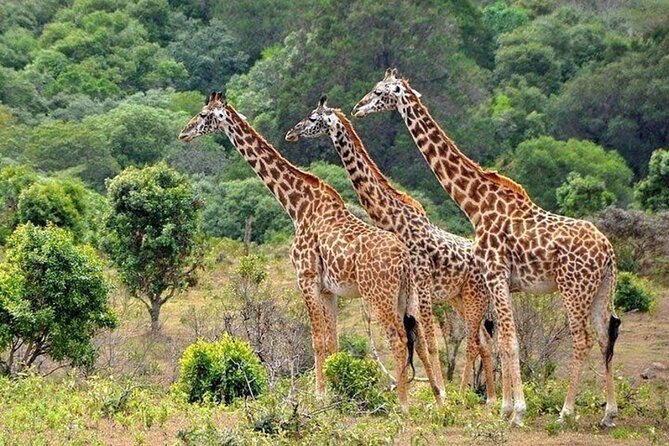 Nairobi National Park Safari With a Visit to Giraffe Center. - The real price is $138 before food