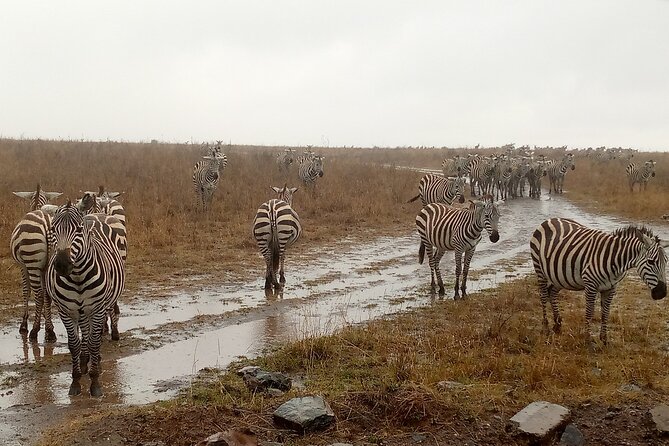 Nairobi National Park Safari With a Visit to Giraffe Center. - Why the 6am start works, and what it asks of you