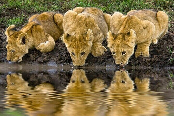 Nairobi National Park Safari With a Visit to Giraffe Center. - Private touring, group discounts, and practical comfort