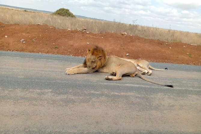 Nairobi National Park Safari With a Visit to Giraffe Center. - Cancellation and booking details to keep in mind