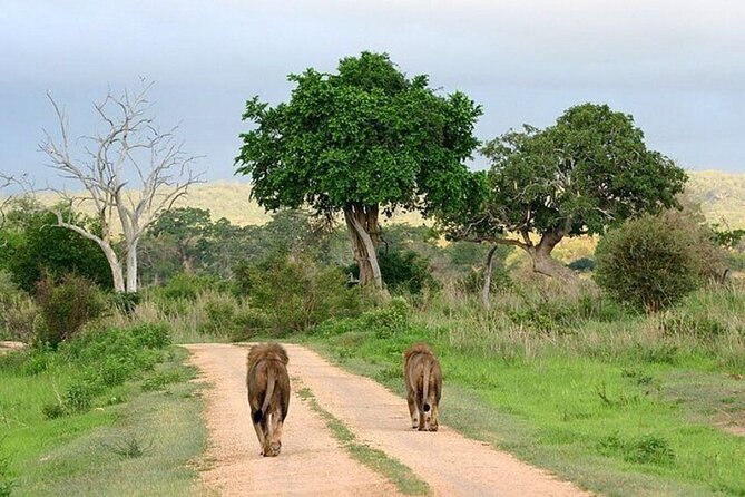 Nairobi National Park Safari With a Visit to Giraffe Center. - What your guide adds to the morning