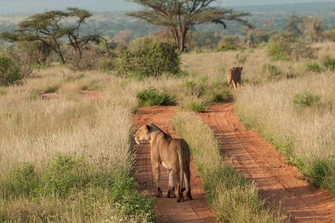 Nairobi National Park, Sheldrick Elephant, Giraffe Centre Tour - Kobe Beads, Karen Blixen, and a changing final stop