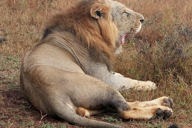 Nairobi National Park, Sheldrick Elephant, Giraffe Centre Tour - The real cost of a $50 tour