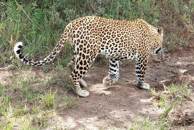 Nairobi National Park, Sheldrick Elephant, Giraffe Centre Tour - Who will get the most from this day