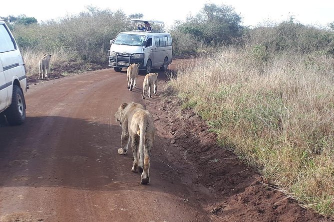 Nairobi National Park, Sheldrick Elephant, Giraffe Centre Tour - Sheldrick Elephant and Rhino Orphanage