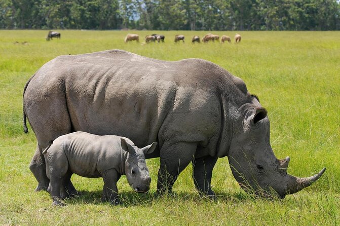 Nairobi National Park Tour - Key points to know before you book