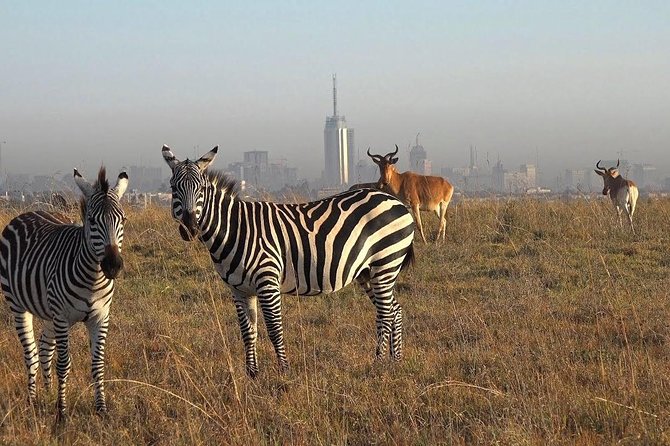 Nairobi National Park Tour - The open-top game drive and what your vehicle means