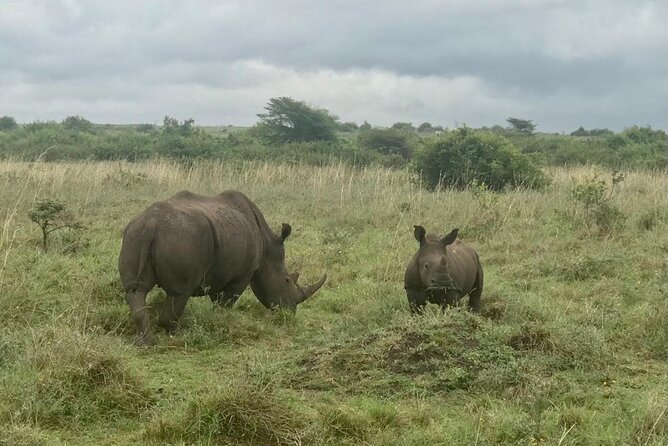 Nairobi National Park Tour - Adding the Giraffe Centre, Safari Walk, or elephants