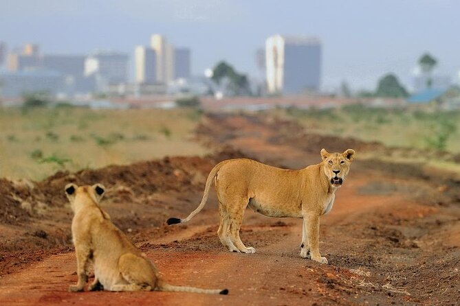 Nairobi National Park Tour - Timing, pickup, and the five-to-seven-hour schedule
