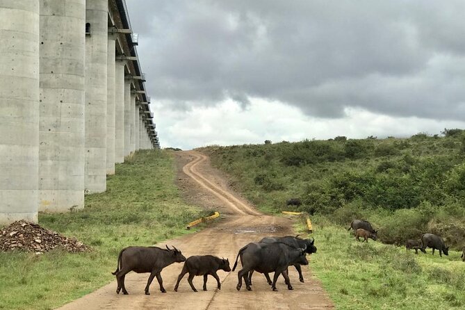 Nairobi National Park Tour - The guide can make or break the day