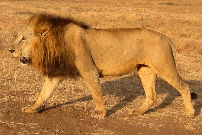 Nairobi National Park Tour - The park’s animals: what you may actually see