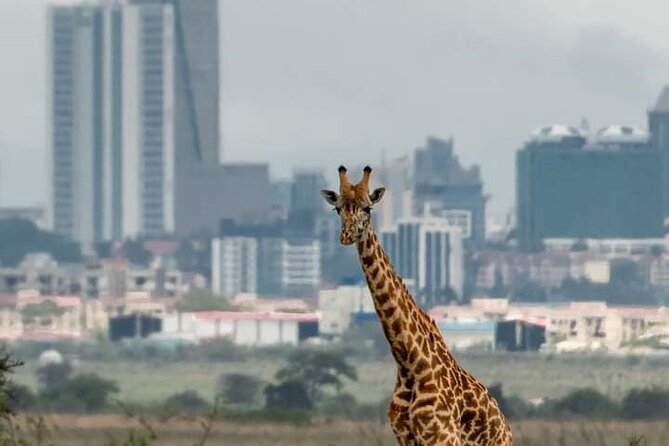 Nairobi Park Wildlife Safari - What the 6:00 am departure means for you