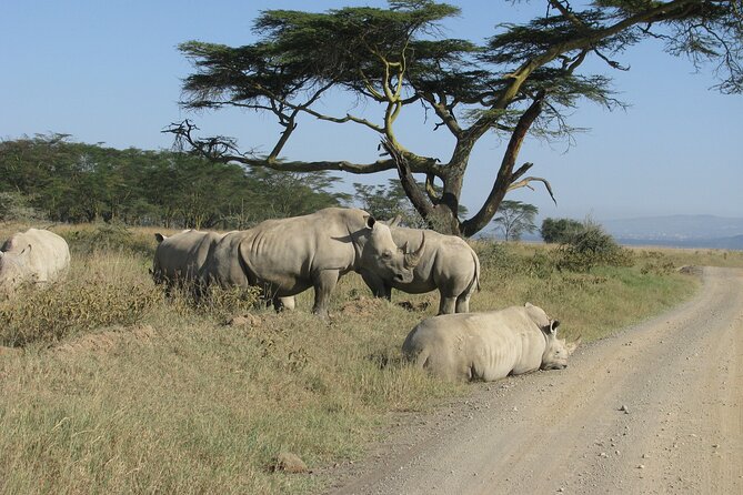 Nairobi Park Wildlife Safari - Birdlife for a different kind of safari