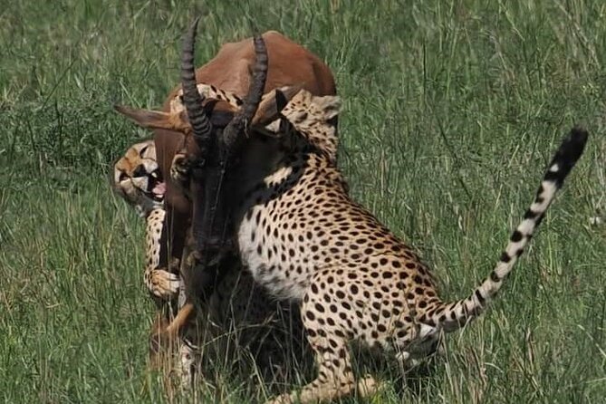 Nairobi Park Wildlife Safari - Nairobi Safari Walk and the Eastern black rhino