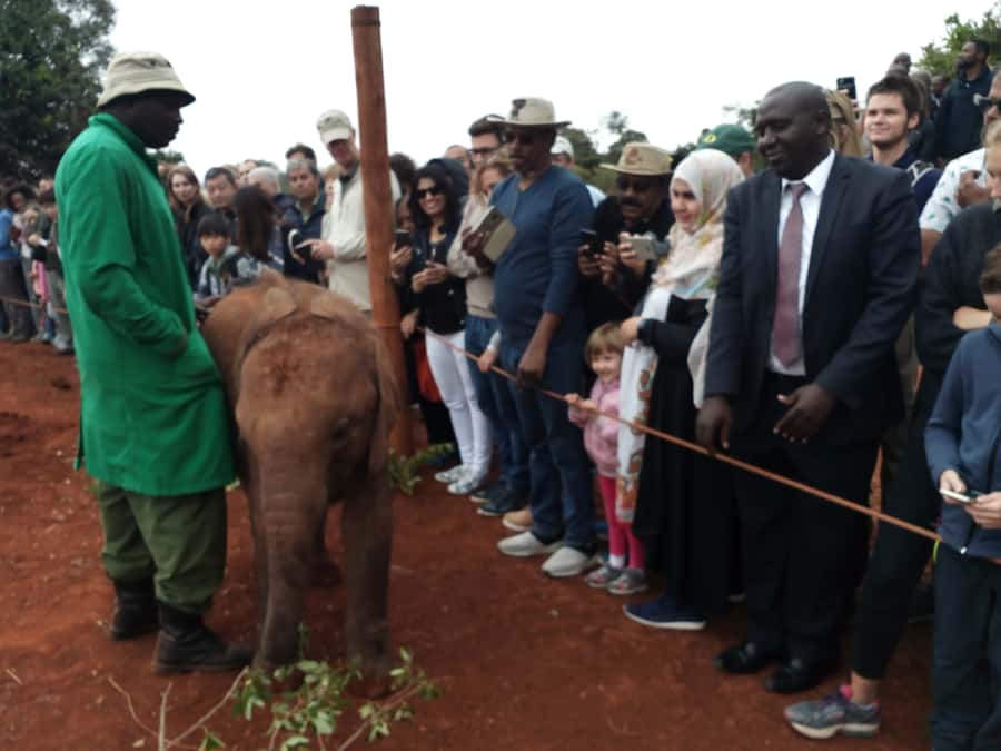 Nairobi: Private Elephant Orphanage Tour - Key points to know before you book