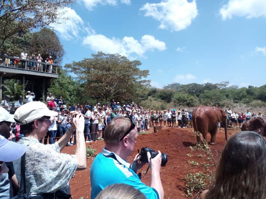 Nairobi: Private Elephant Orphanage Tour - Why the baby elephants are the heart of the morning