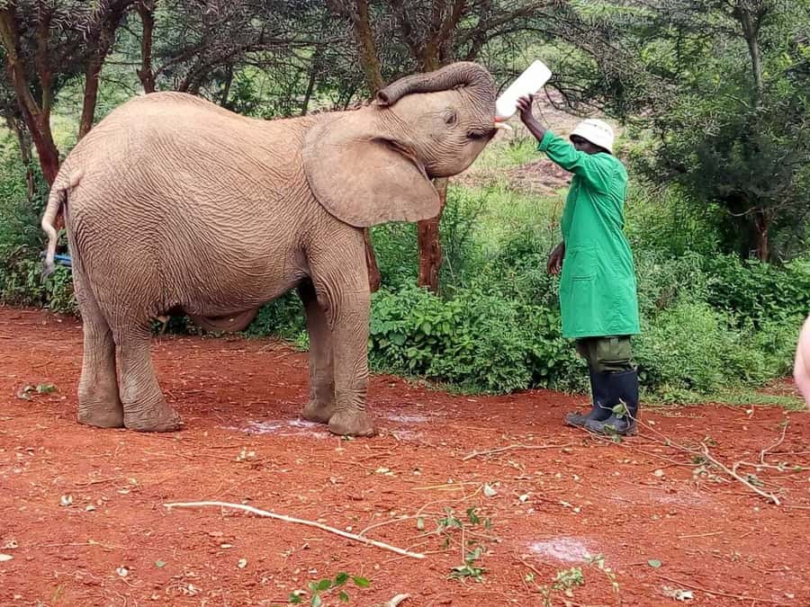 Nairobi: Private Elephant Orphanage Tour - The Nairobi National Park fee can change the value