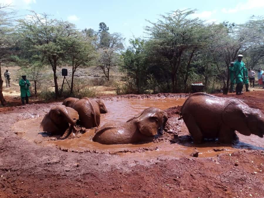 Nairobi: Private Elephant Orphanage Tour - Lunch is optional and drinks are not included