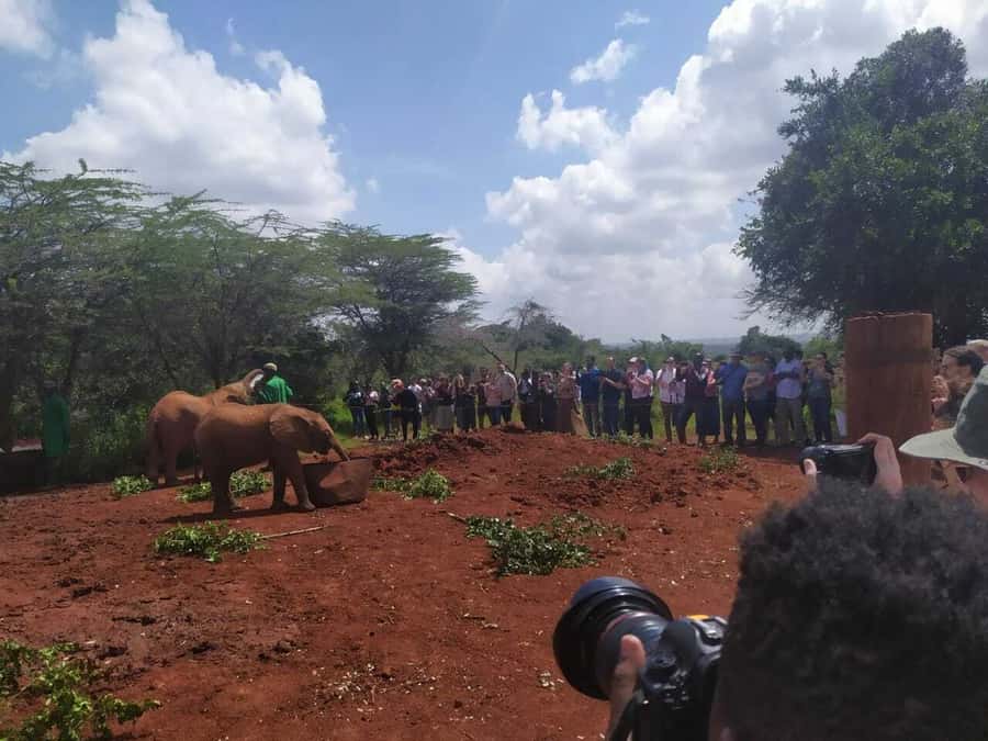 Nairobi: Private Elephant Orphanage Tour - Timing matters more than the advertised length