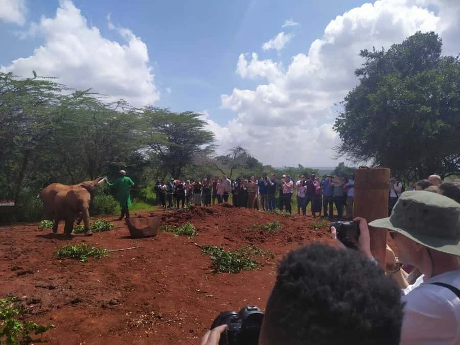 Nairobi: Private Elephant Orphanage Tour - Languages and guide arrangements need confirmation