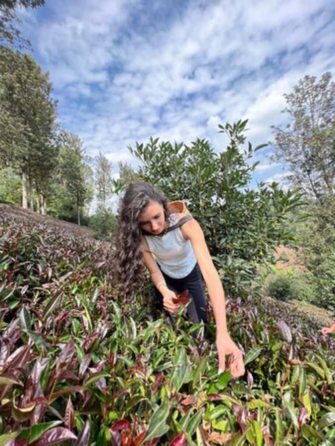 Nairobi: Purple Tea Farm Gatura Greens Day Trip - Key points to know before you book