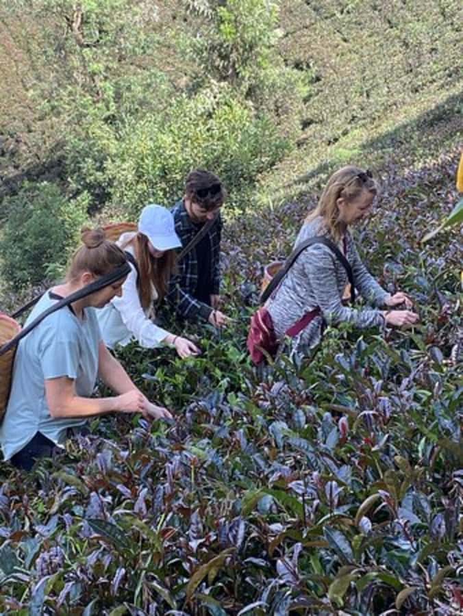 Nairobi: Purple Tea Farm Gatura Greens Day Trip - A bamboo path to the waterfall