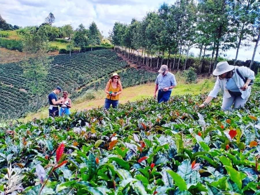 Nairobi: Purple Tea Farm Gatura Greens Day Trip - Meeting the hosts and learning the tea story