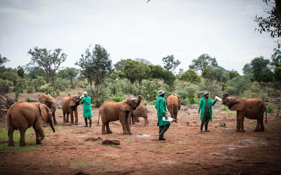Nairobi’s Best:Elephants,Giraffes Center & Karen Blixen Tour - Key points to know before booking