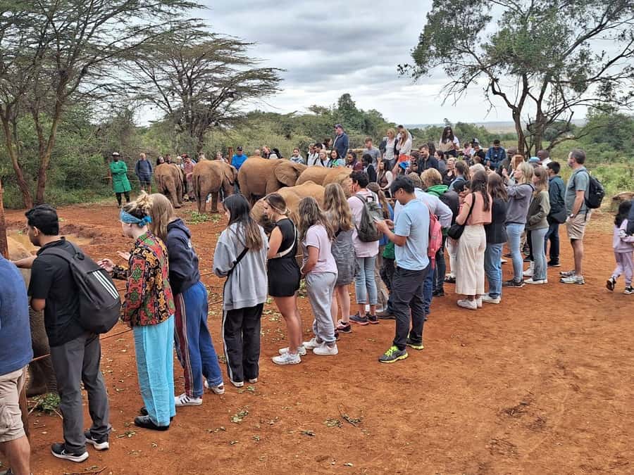 Nairobi’s Best:Elephants,Giraffes Center & Karen Blixen Tour - The 11 am elephant presentation is the main event