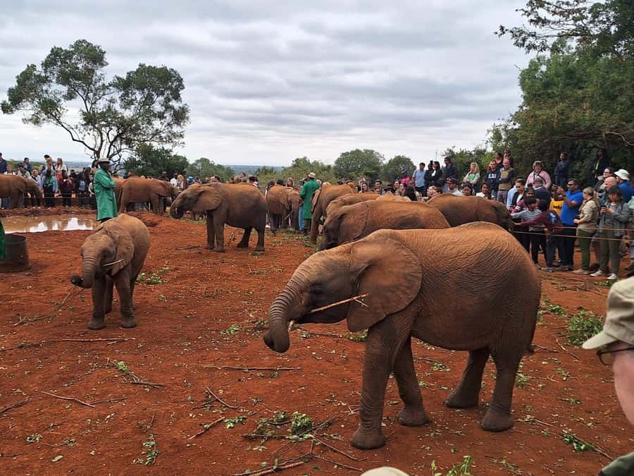 Nairobi’s Best:Elephants,Giraffes Center & Karen Blixen Tour - What the $32 price really covers