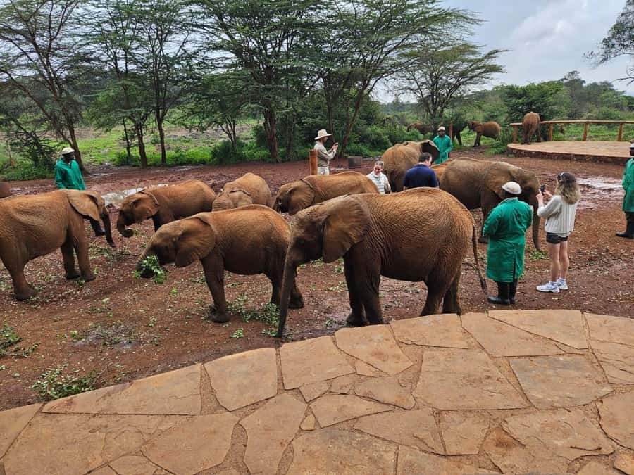 Nairobi’s Best:Elephants,Giraffes Center & Karen Blixen Tour - Adding the Giraffe Centre and Karen Blixen