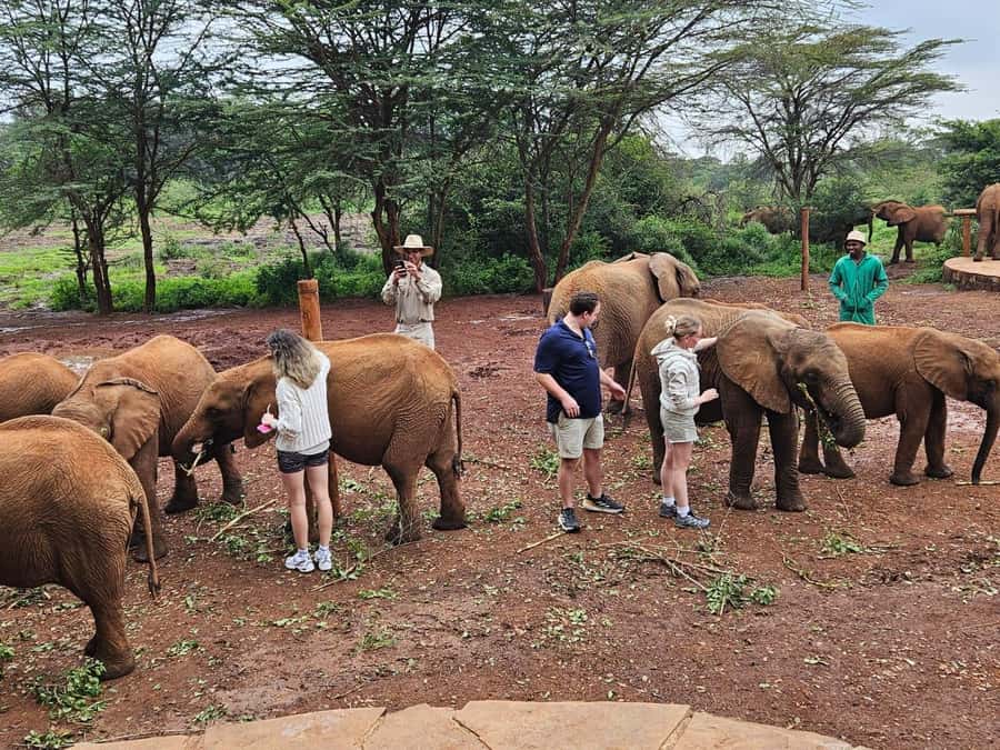 Nairobi’s Best:Elephants,Giraffes Center & Karen Blixen Tour - Guide quality and the private format