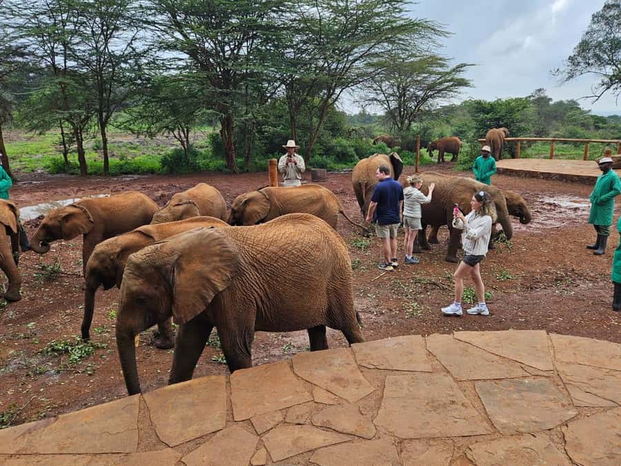 Nairobi’s Best:Elephants,Giraffes Center & Karen Blixen Tour - Who should book this Nairobi outing?