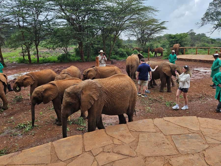 Nairobi’s Best:Elephants,Giraffes Center & Karen Blixen Tour - Timing from Nairobi hotels to the trust