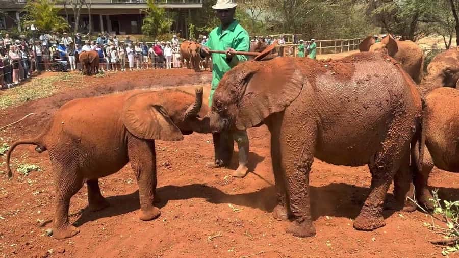 Nairobi: Sheldrick Elephant Orphanage and Giraffe Center - Why this Nairobi day works so well