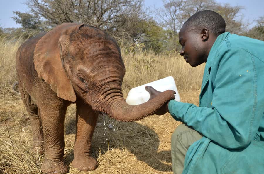 Nairobi: Sheldrick Elephant Orphanage and Giraffe Center - Meeting Rothschild giraffes at the Giraffe Centre