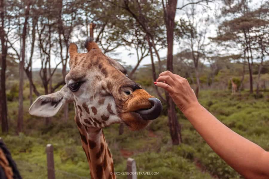 Nairobi: Sheldrick Elephant Orphanage and Giraffe Center - How much time will you really have?