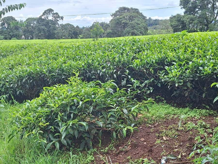 Nairobi: Tea Farm Day Trip with Lunch at kiambethu - Key points to know before you go