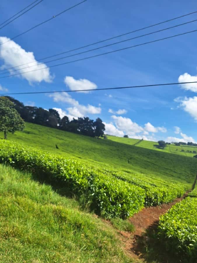 Nairobi: Tea Farm Day Trip with Lunch at kiambethu - A tea farm with a family story