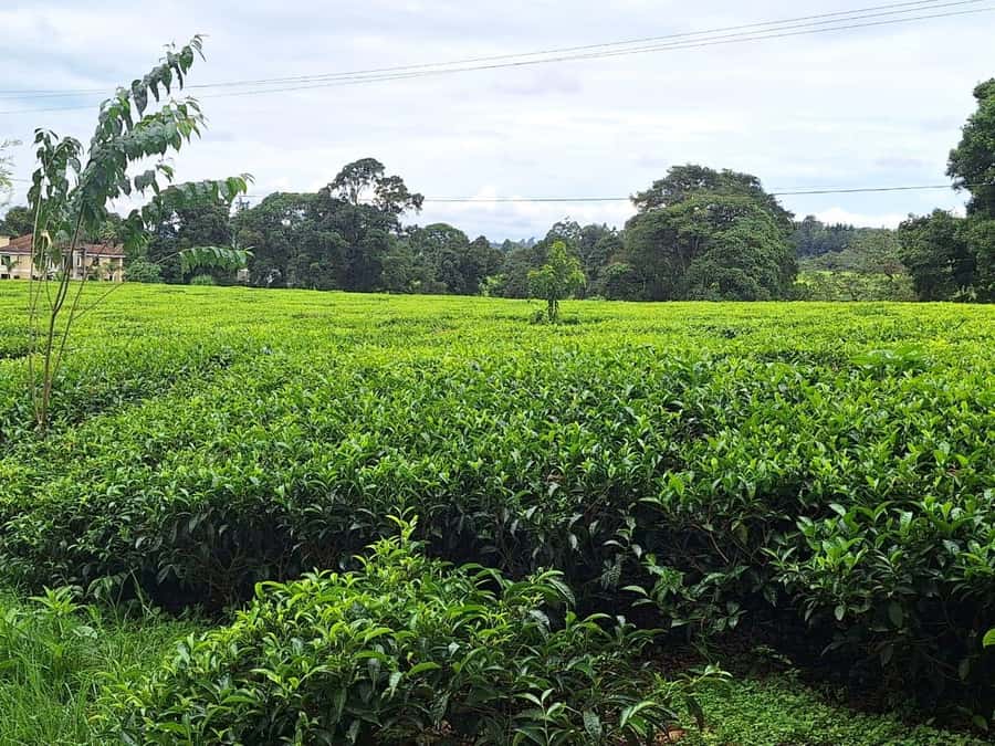 Nairobi: Tea Farm Day Trip with Lunch at kiambethu - What the $44 price really means