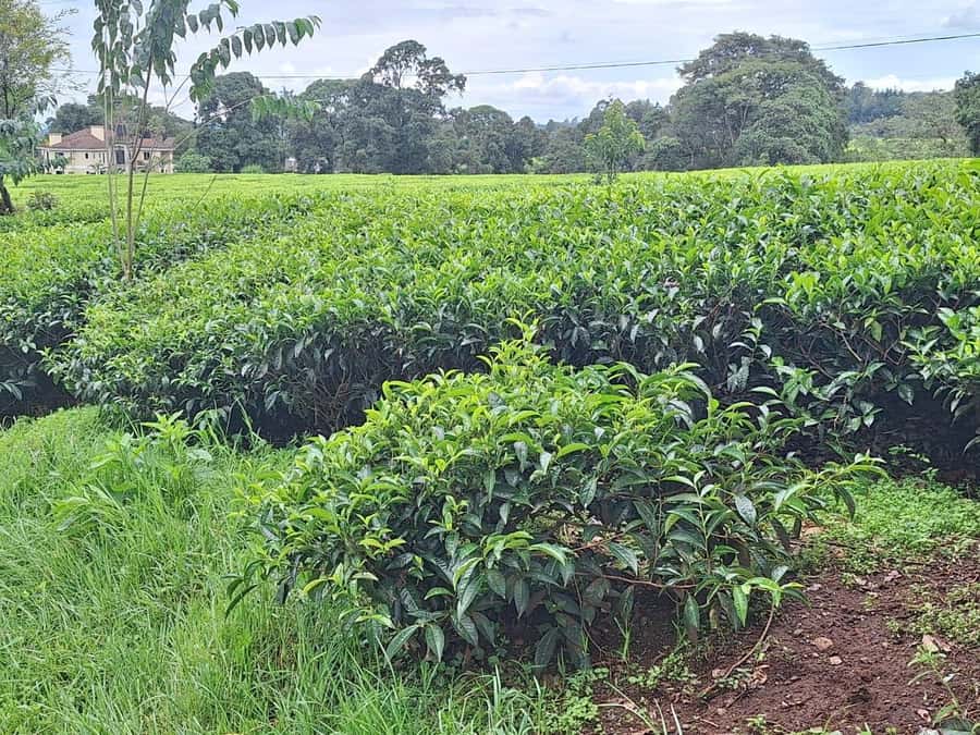 Nairobi: Tea Farm Day Trip with Lunch at kiambethu - Language and accessibility