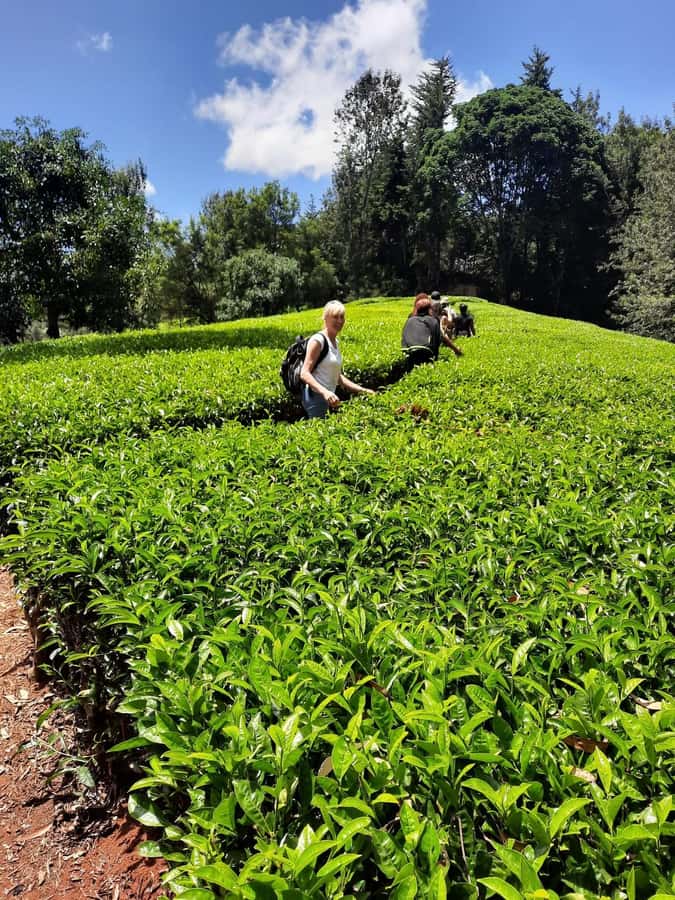 Nairobi: Tea Farm Day Trip with Lunch at kiambethu - Walking among the tea plants