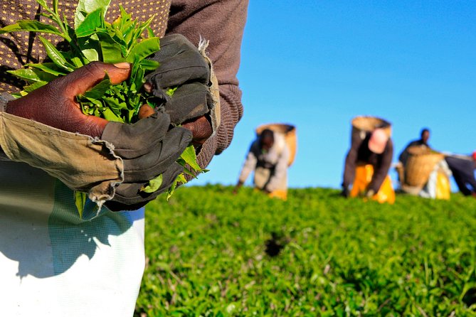 Nairobi to Kiambethu Tea Farm Tour - Why Kiambethu Works as a Nairobi Escape