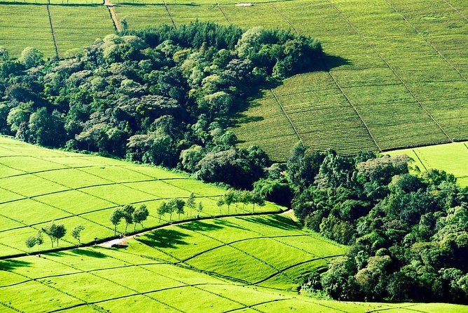 Nairobi to Kiambethu Tea Farm Tour - The 9:30 Pickup and Drive from Nairobi