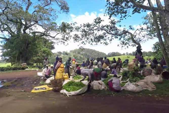Nairobi to Kiambethu Tea Farm Tour - Verandah Views Toward the Ngong Hills