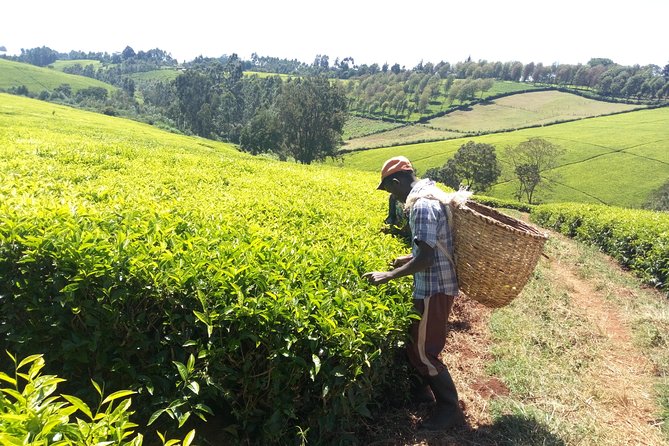 Nairobi to Kiambethu Tea Farm Tour - The Three-Course Farm Lunch
