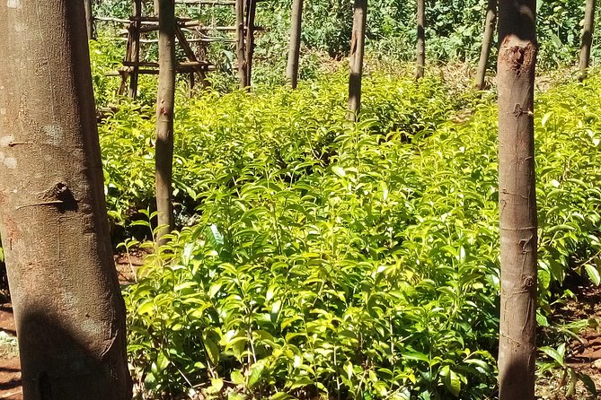 Nairobi to Kiambethu Tea Farm Tour - Is $108 Good Value?