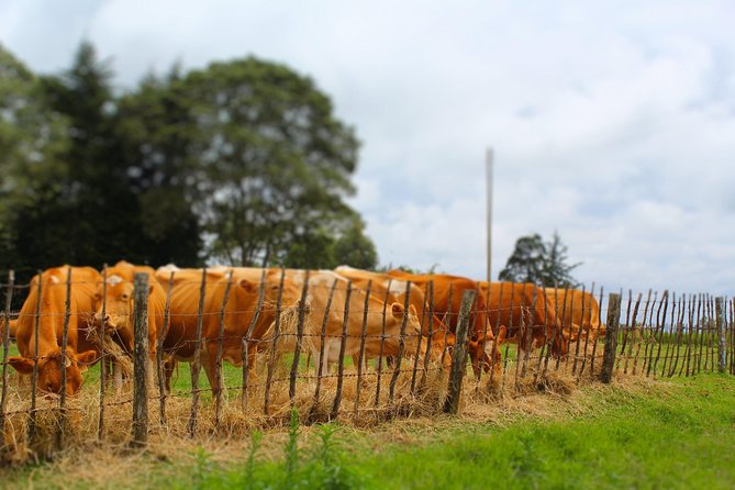Nairobi to Kiambethu Tea Farm Tour - Who Should Book This Farm Visit?